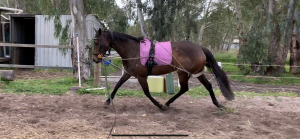 Lovely Moving Mare thumbnail