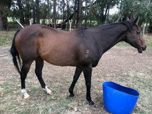 Lovely Broodmare For Sale thumbnail