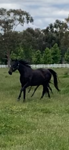 Pretty Mare; Re-educate or your next broodmare thumbnail