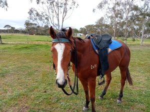Quiet Unraced Filly Ready to Educate thumbnail