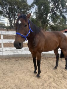 Affectionate Gelding Looking For Lease Home thumbnail