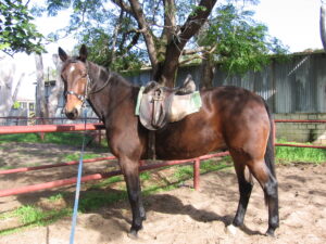 Standardbred Gelding Ready for a New Career! thumbnail