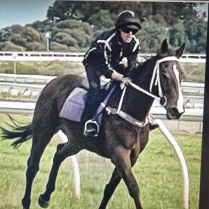Helens Star | Lovely Young Mare Looking for Home thumbnail