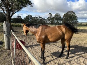 Goldfrapp | Young Mare – Potential Eventer or Broodmare thumbnail