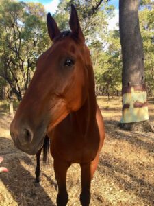 Gold Parson | Standardbred Looking for Home thumbnail