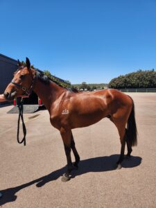 Frazzle Rock | Young Unraced Gelding Looking For Home thumbnail