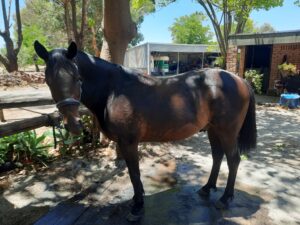 True Signs | Sweet Standardbred Looking for Home thumbnail
