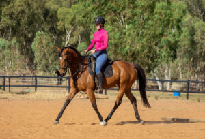 Bourbon Lass | Thoroughbred Mare with Show Horse Potential thumbnail
