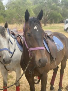 Twenty Two Bang | Handsome Gelding Looking For Home thumbnail