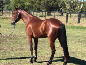 Griffin Lodge | Lovely Standy Gelding Looking for Home thumbnail