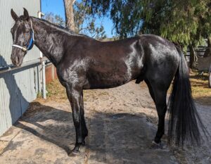 Mickie Gee | Pretty Standy Gelding Looking for Show Home thumbnail