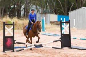 Spanish Steps | Pretty Chestnut Mare Looking for Home thumbnail
