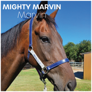 Mighty Marvin | OTTWA Retraining & Rehoming Program – Ready For New Home. thumbnail