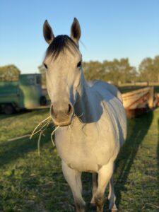 Maggie’s A Gem | Lovely Experienced Mare Looking for Home thumbnail