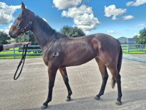 Goldman Rising | Unraced Young Gelding Ready for New Career thumbnail
